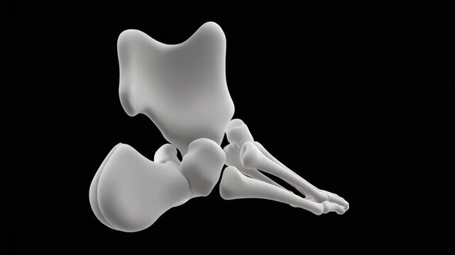 3D animation of human foot and ankle skeleton, tarsal bones highlighted