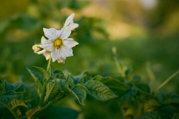 Blossoming of potato fields, potatoes plants with  flowers.