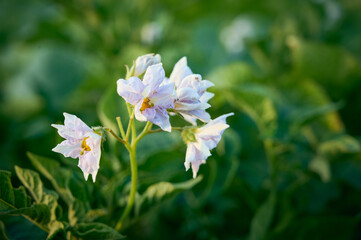 Blossoming of potato fields, potatoes plants with  flowers.