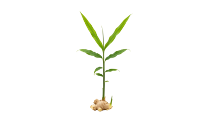 Isolated Ginger Plant Seedling on Transparent Background Featuring Roots Rhizome Stem and Green Leaves Illuminated by Soft Lighting
