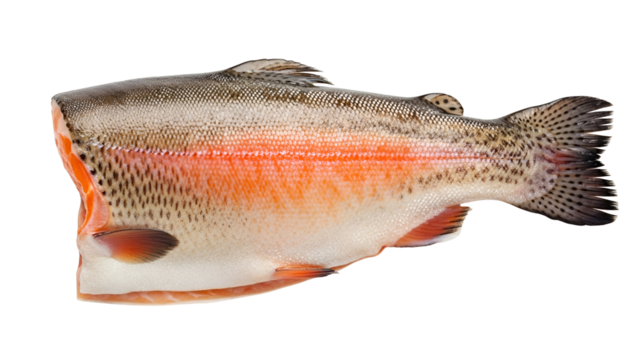 Clean Cut Rainbow Trout with Mottled Pattern Displayed Against Transparent Backdrop Isolated for Culinary Application