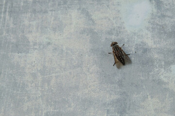 Close up of a large fly perched on a wall. Copy space for text. For graphic design, 3D rendering and banners