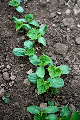 Cucumber seedlings  in open organic soil. The cultivation of cucumbers.