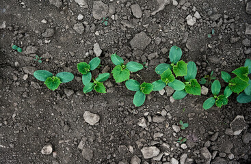 Cucumber seedlings  in open organic soil. The cultivation of cucumbers.