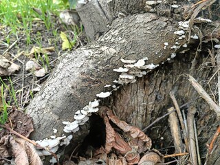 lichens grew on old damp stumps