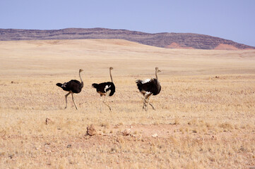 Autruche en namibie