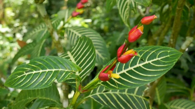 Close-up of Shrubby Whitevein (Sanchezia oblonga) leaves and bright red flowers moving in the wind, perfect for tropical garden or botanical nature footage