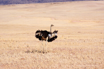 Autruche en namibie