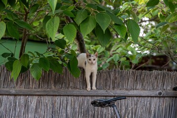 Curious white cat standing on a wooden fence surrounded by lush green leaves, natural outdoor scene with soft daylight and calm atmosphere. Space for text, suitable for pet themes and nature concepts
