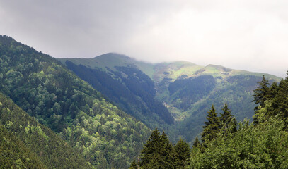 Green Trabzon. Black Sea Turkey
