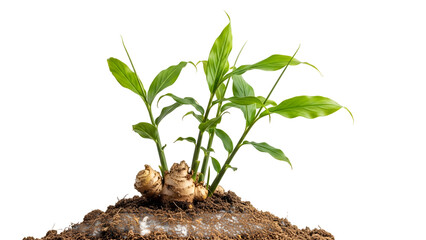 Ginger Plant Growing in Soil Against Transparent Background Sprouting Green Leaves and Root System in Close Up Detailed View
