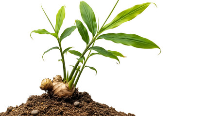 Fresh Ginger Rhizome with Green Shoots on Soil Against Transparent Background