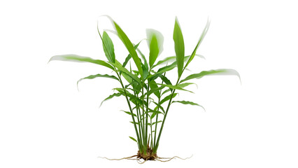 Lush Green Plant with Elongated Leaves and Visible Roots on Transparent Background A Botanical Stock Photo