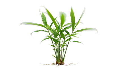 Lush Green Plant with Elongated Leaves and Visible Roots on Transparent Background A Botanical Stock Photo