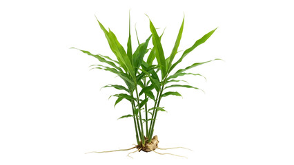 Fresh Ginger Plant with Green Leaves and Intricate Root System on Transparent Background