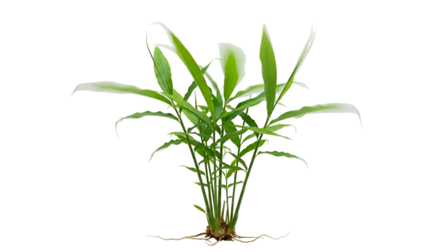 Lush Green Plant with Elongated Leaves and Visible Roots on Transparent Background A Botanical Stock Photo