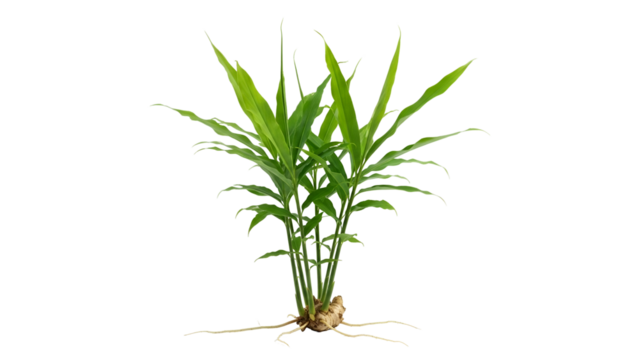 Fresh Ginger Plant with Green Leaves and Intricate Root System on Transparent Background