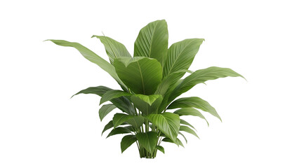 Lush Green Plant with Broad Leaves Isolated on Transparent Background for Botanical Design and Natural Illustration
