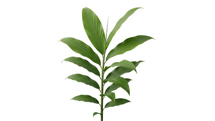 Isolated Green Plant Stem with Compound Leaves and Transparent Background