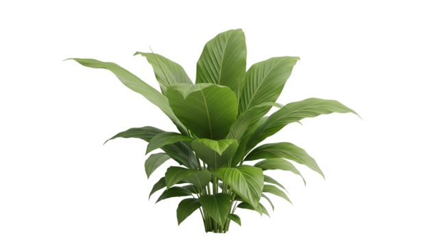 Lush Green Plant with Broad Leaves Isolated on Transparent Background for Botanical Design and Natural Illustration - Powered by Adobe
