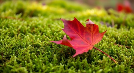 A vibrant red maple leaf resting on a bed of lush green moss in a close up shot of autumn foliage