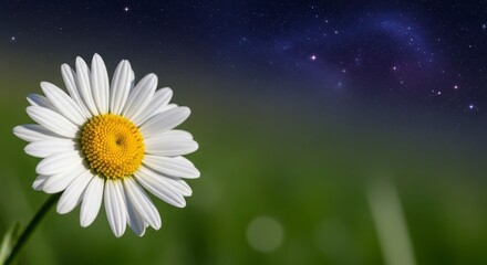 A single daisy in focus with a green background and a starry night sky in the upper portion of frame
