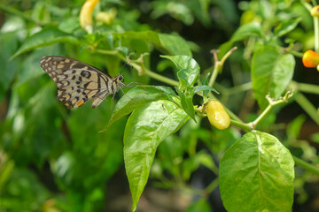 Close up of a butterfly perched on a chili tree. For graphic design, 3D rendering and banners