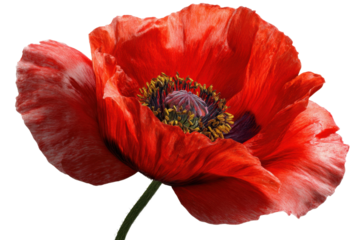Close up of bright red poppy flower with black center on transparent backdrop