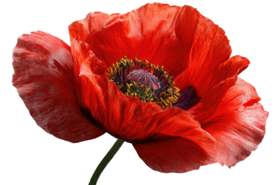 Close up of bright red poppy flower with black center on transparent backdrop - Powered by Adobe