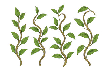 Stylized climbing vines with lush green leaves and winding brown stems isolated on white background