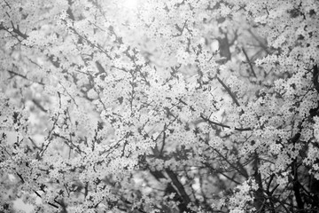 Flowering spring trees. Sunset in spring or summer landscape background. Springtime. Summertime. Allergic to pollen of flowers. Spring allergy