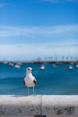 A solitary seagull stands poised on a weathered stone railing, overlooking a bustling marina in Cascais, Portugal, with numerous boats under a clear blue sky.