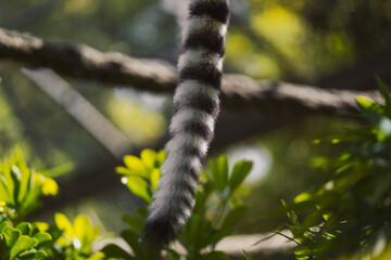 Naklejka premium ring-tailed lemur