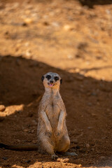 Fototapeta premium meerkat on the lookout