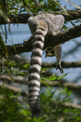 Naklejka premium lemur on tree