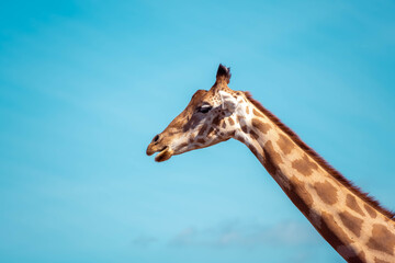 giraffe head shot