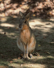 kangaroo in the zoo