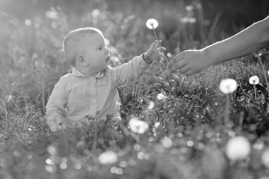 Adult hand holds baby dandelion at sunset Kid sitting in a meadow Child in field Concept of protection Allergic to flowers pollen Allergy Backlit Sun Light Autumn Glow Sunshine Learning new Education