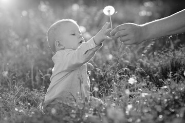 Adult hand holds baby dandelion at sunset Kid sitting in a meadow Child in field Concept of protection Allergic to flowers pollen Allergy Backlit Sun Light Autumn Glow Sunshine Learning new Education