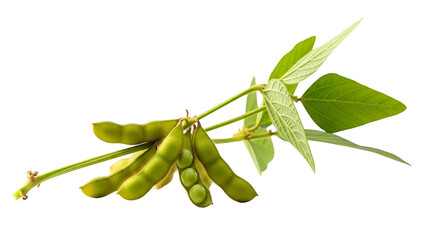 Fresh Green Soybean Pods on a Transparent Background With Detailed Pods and Leaves
