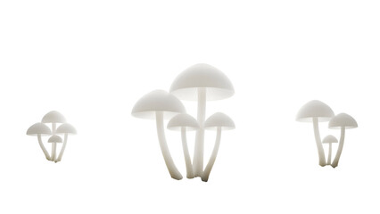 Cluster of White Mushrooms Isolated on Transparent Background in Center Composition with Detailed Textures and Rounded Caps Nature Still Life