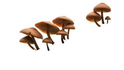 Group of Brown Mushrooms with Visible Gills on Transparent Background Isolated for Design and Creative Use with Warm Golden Lighting