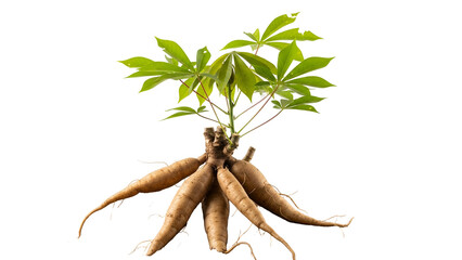 Cassava Plant with Roots and Green Leaves Against Transparent Background
