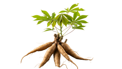 Cassava Plant with Roots and Green Leaves Against Transparent Background
