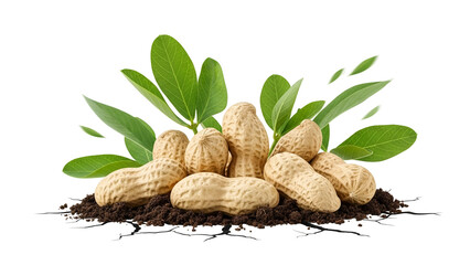 Pile of Peanuts with Green Leaves on Dark Soil Against Transparent Background