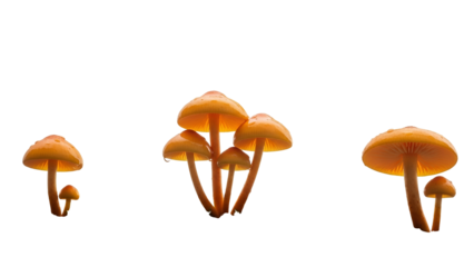 Three Groups of Glistening Orange Mushrooms Against Transparent Background Featuring Caps and Stems with Textures Detail in Dramatic Lighting