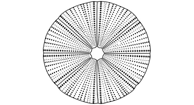 Detailed illustration of a sea urchin skeleton top view showcasing its intricate radial symmetry and porous structure.