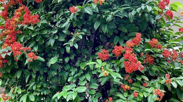 Bauhinia coccinea or Red trailing bauhinia or Phanera coccinea with leaves background. Bauhinia coccinea is a flower ornamental plant originating from Malaysia
