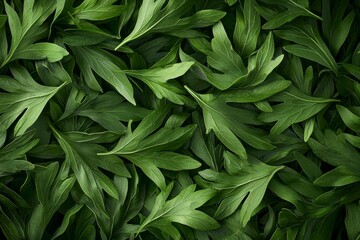 Fototapeta premium A cluster of vibrant green leaves on a plant against a blurred background