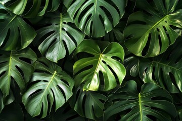 Close up of a green leaf wall with dense foliage and natural textures in bright sunlight